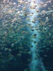 Piranhas in an underwater scene with coral reef