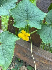 Cucumber flower and leaf, vegetable in the garden, cultivation.