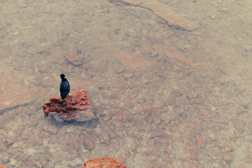 A dark-feathered water bird, possibly a Eurasian coot, floats calmly on Lake Garda. Captured in natural light, the image conveys tranquility, wildlife, and the quiet beauty of nature in Italy.