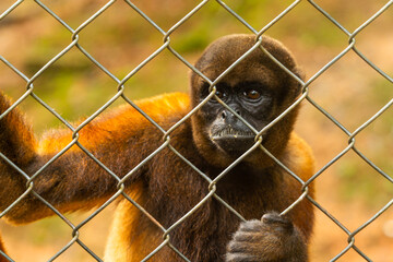 Caged monkeys, Amazonian zoo, activist