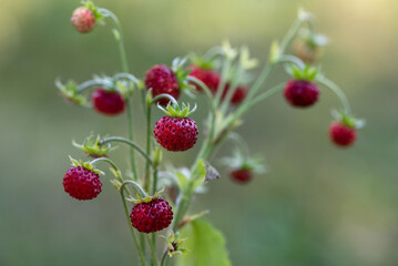 Wild strawberry macro in softfocus on green blurred background