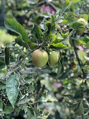 Green Apples Growing in Urban Garden – River District, South Vancouver