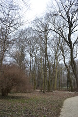 Obraz premium trees in the forest