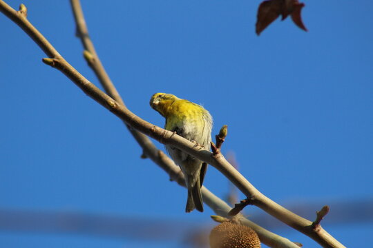 European serin (Serinus serinus) perched on a branch. This small songbird, with yellow-green plumage, is commonly found in southern Europe. The photo captures its delicate posture in a natural setting