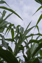 Abstract bottom-up view of green corn leaves stretching into a cloudy sky. Organic natural background ideal for eco, farming, or rural landscape visuals and editorial use.