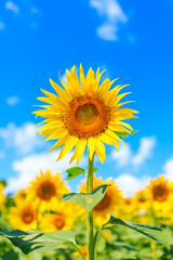 青空とひまわり