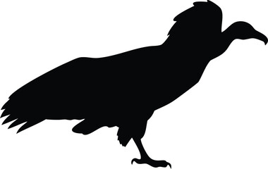 Large vulture stands ominously with powerful talons displayed in a strong silhouette