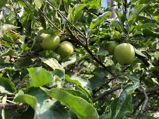 Summer Garden with Green Apples – River District Vancouver

