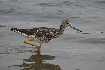 Greater Yellowlegs walking through the water