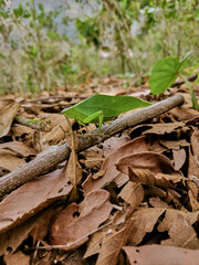 Green grasshopper posing on branches on dry autumn leaves