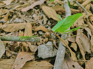 Green grasshopper posing on branches on dry autumn leaves