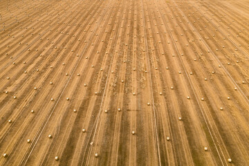 harvested wheat field with many straw bales