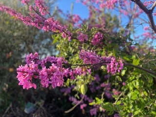 pink flowers in the garden