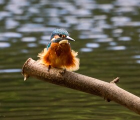 Kingfisher on a Branch