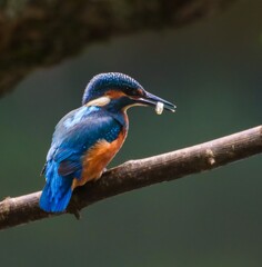 Kingfisher with Fish on Branch