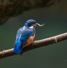 Colorful kingfisher with a catch on a branch.
