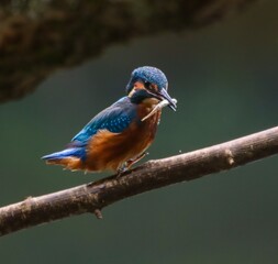 Kingfisher with a catch