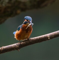 Kingfisher with a catch on a branch.