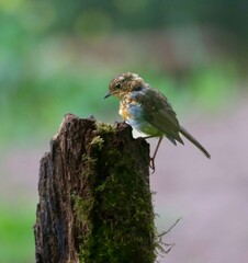 Bird on a Mossy Tree Stump
