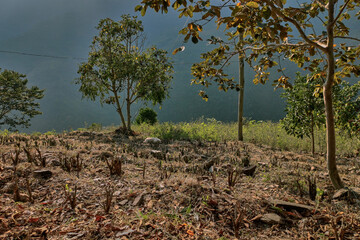 View of rows of parallel cultivation of coca plantation, pruned plant