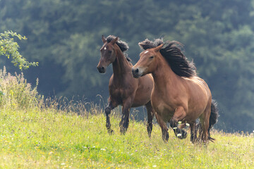 2 Braune rennen auf der Wiese