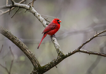 Cardinal on a branch