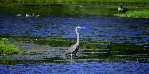 Great Blue Heron
