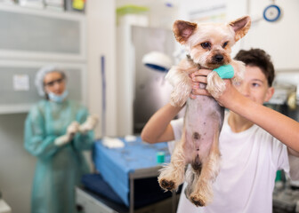 Male owner boy of Yorkshire terrier, after visiting veterinary clinic, is satisfied with quality of...