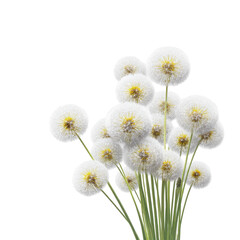 Cluster of white dandelions against black background