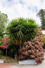 Lush tropical plants with red leaves and a palm tree on a lawn in a city park on Madeira Island, Portugal.