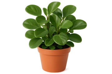 Obraz premium Flourishing baby rubber plant growing in terracotta pot, showcasing lush green leaves against clean transparent backdrop