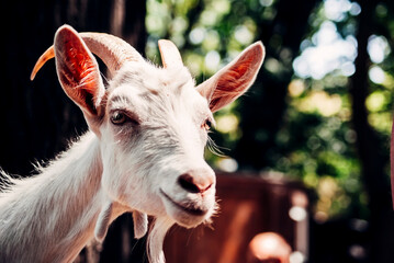 portrait of a young goat