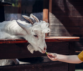 goat on the farm