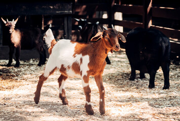 cows in the farm