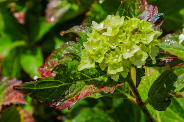 Hortensie Blütenstand