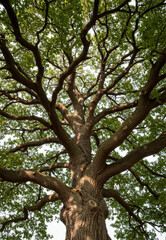 Fototapeta premium Majestic Oak Tree with Spreading Branches Against a Bright Sky