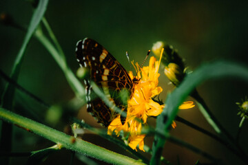 Close-up of a butterfly (Araschnia levana) pollinating a flower
