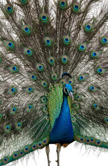 Obraz premium Majestic Displays Vibrant Plumage