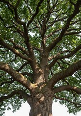 Majestic Oak Tree with Spreading Branches Against a Bright Sky