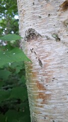 a white-trunked birch in the summer, with a curly crown and green leaves