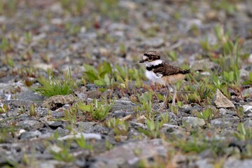 Juvenile Bird on Rocky Ground