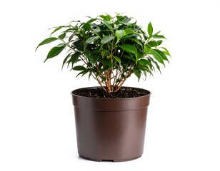 Fototapeta premium Small potted plant against white background