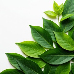 Obraz premium Vibrant Green Leaves on a White Background