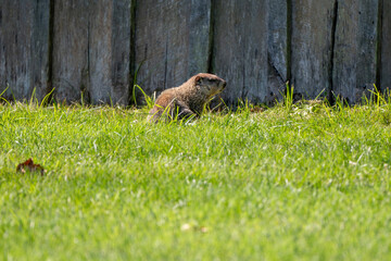 Groundhog (Marmota monax) in Green Grass with Wooden Wall Background – Wildlife Photography