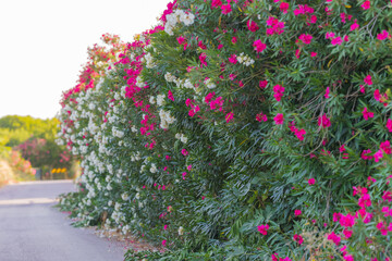 Oleander bushes blooming along roadside