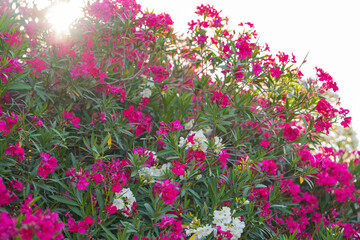 Sunlight filtering through blooming oleander bush
