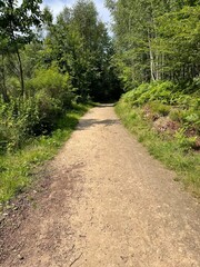 Fototapeta premium path in the woods