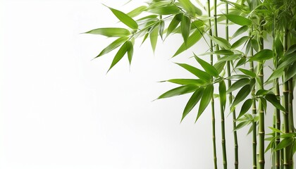 beautiful green bamboo plants with leaves in white background