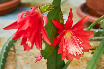 Red Orchid Cactus (Epiphyllum ackermannii)