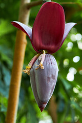 Closeup Violet Banana bunch on banana tree in the farm